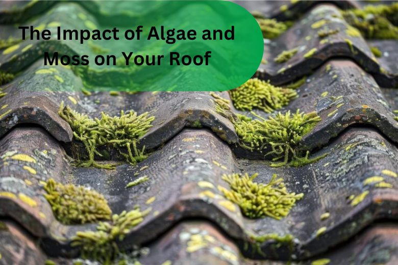 The Impact of Algae and Moss on Your Roof