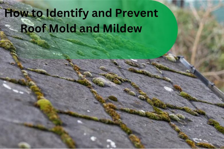 How to Identify and Prevent Roof Mold and Mildew